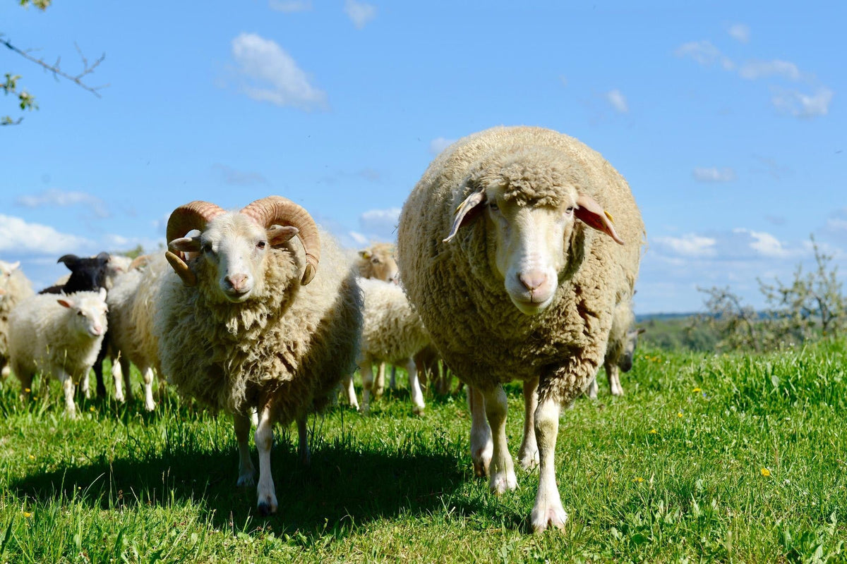 Moutons dans un pré, destinés au sacrifice de l'Aïd al-Adha